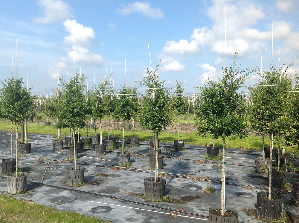 quercus-virginiana-cathedral-live-oak