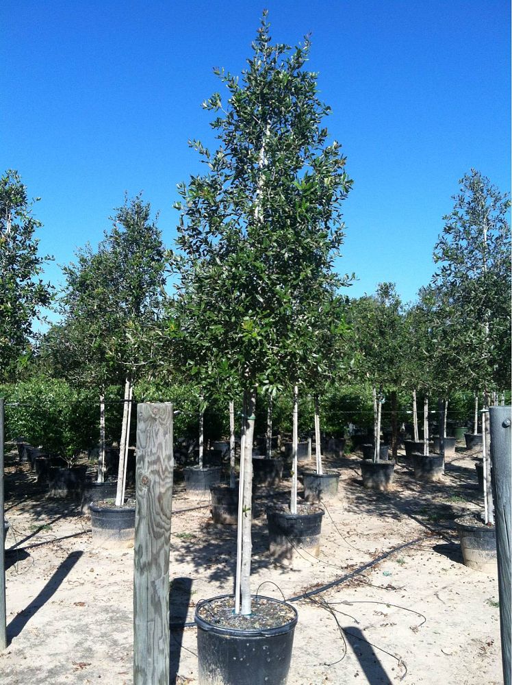 quercus-virginiana-cathedral-live-oak