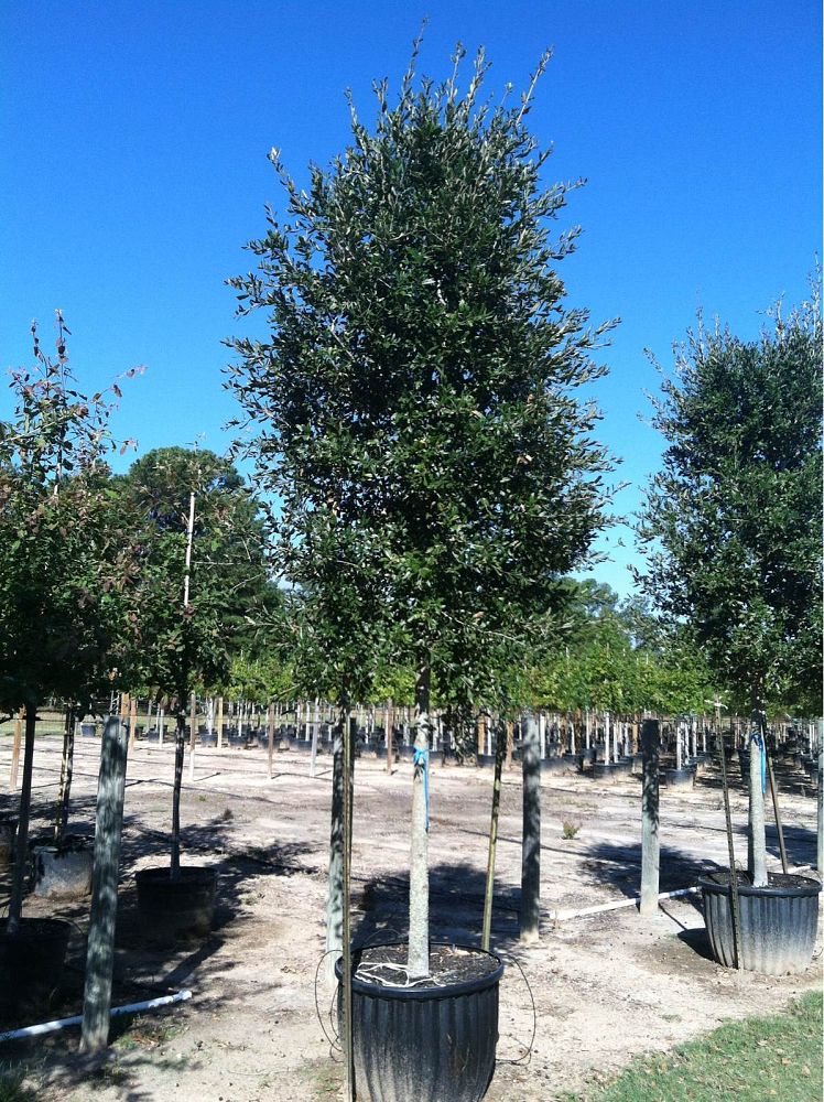 quercus-virginiana-cathedral-live-oak