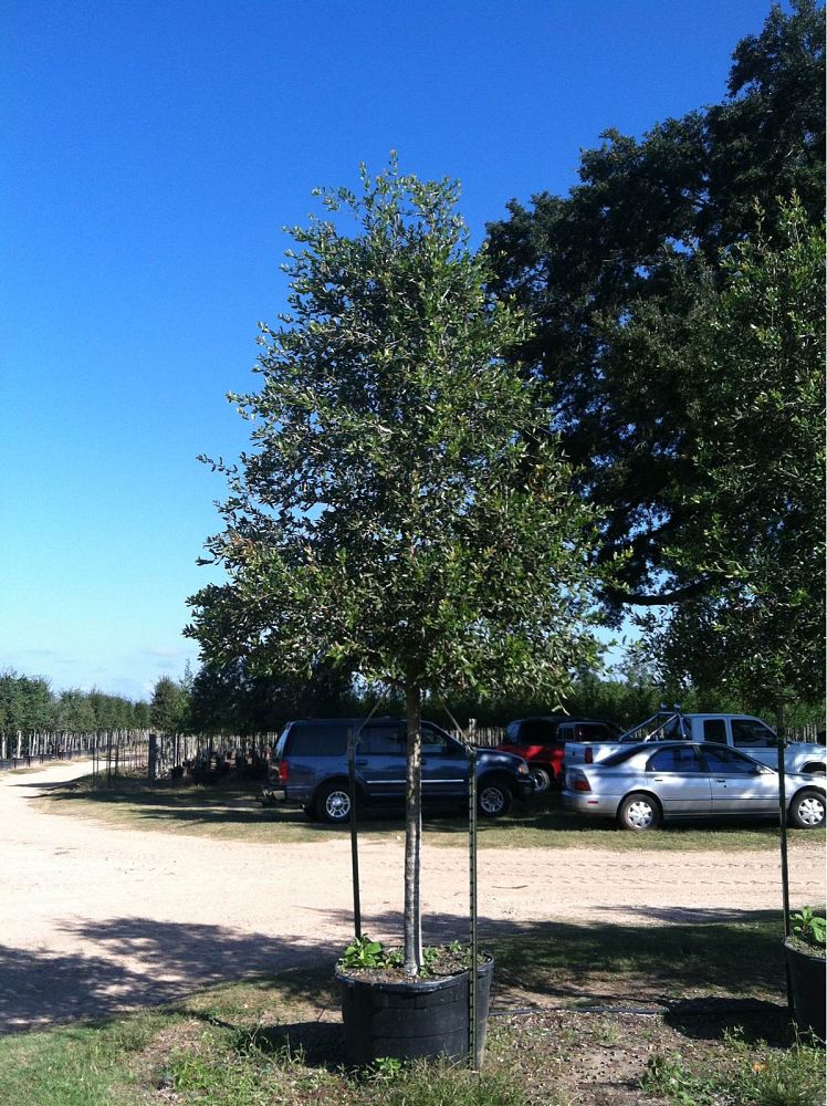 quercus-virginiana-cathedral-live-oak