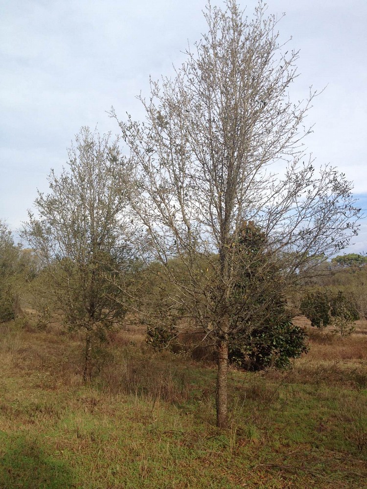 quercus-virginiana-cathedral-live-oak
