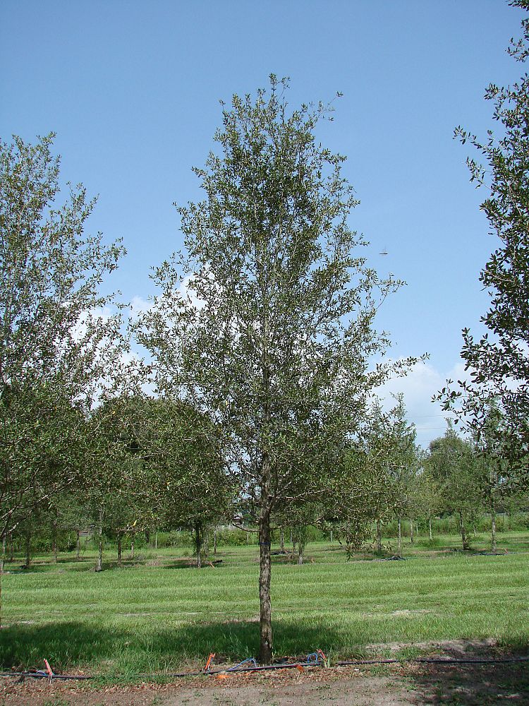 quercus-virginiana-cathedral-live-oak