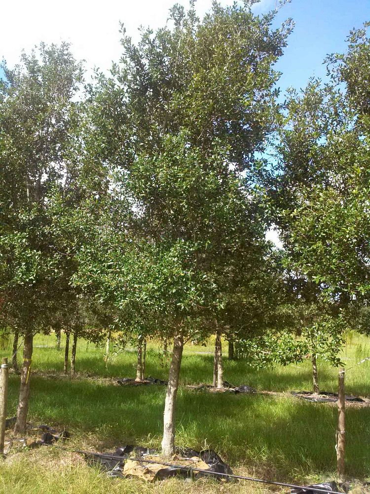 quercus-virginiana-cathedral-live-oak