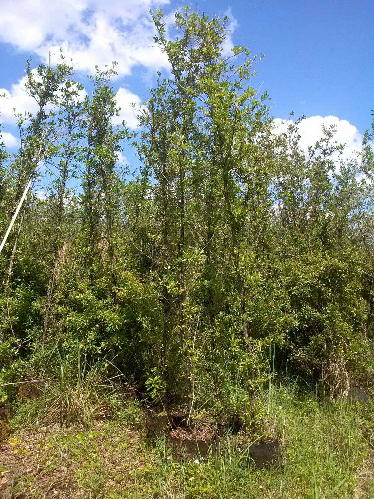 quercus-virginiana-cathedral-live-oak
