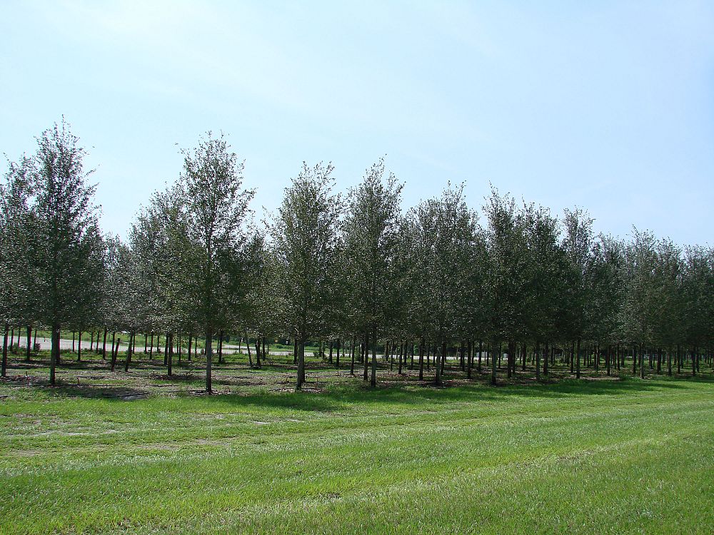 quercus-virginiana-cathedral-live-oak