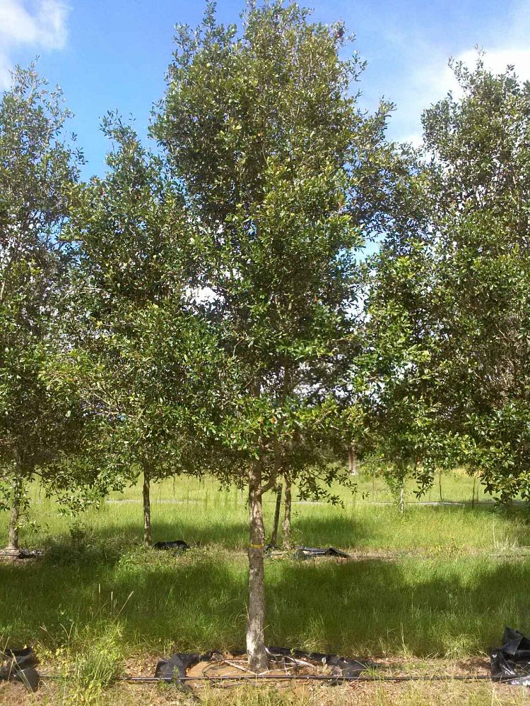 quercus-virginiana-cathedral-live-oak