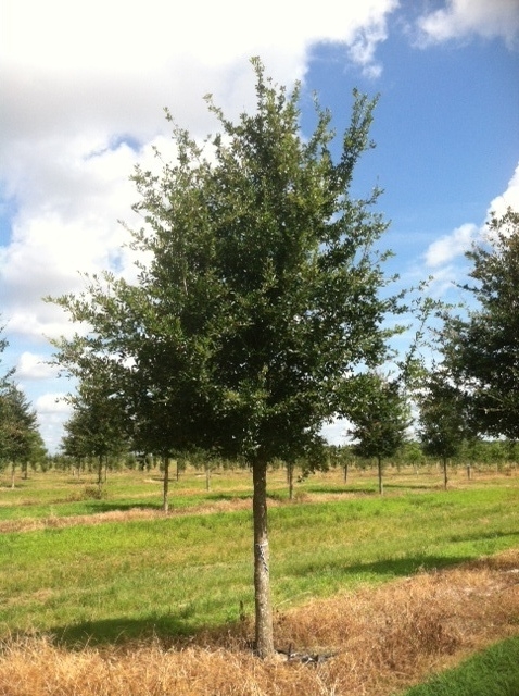quercus-virginiana-cathedral-live-oak