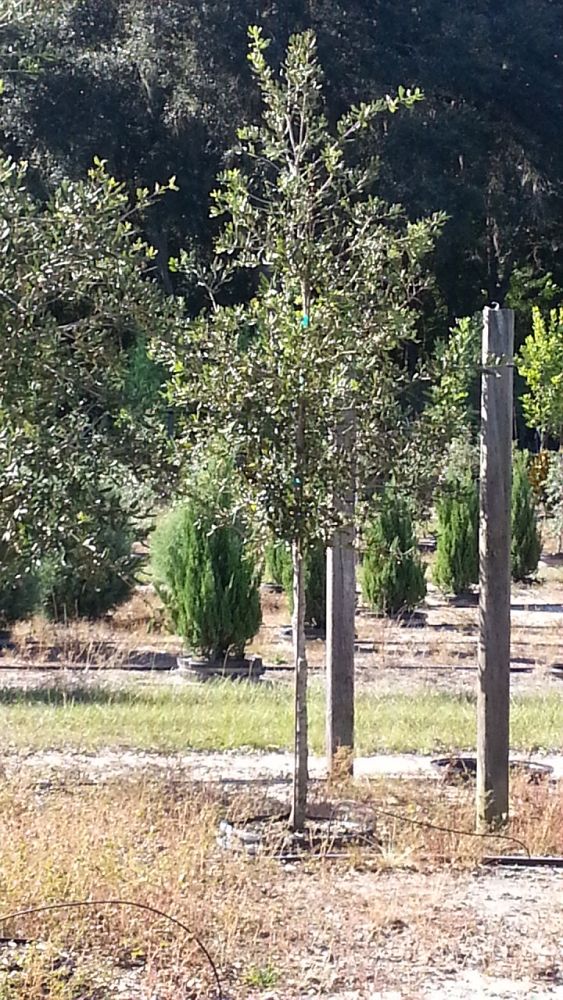quercus-virginiana-cathedral-live-oak