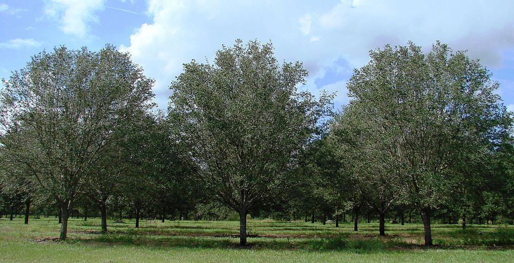 quercus-virginiana-cathedral-live-oak