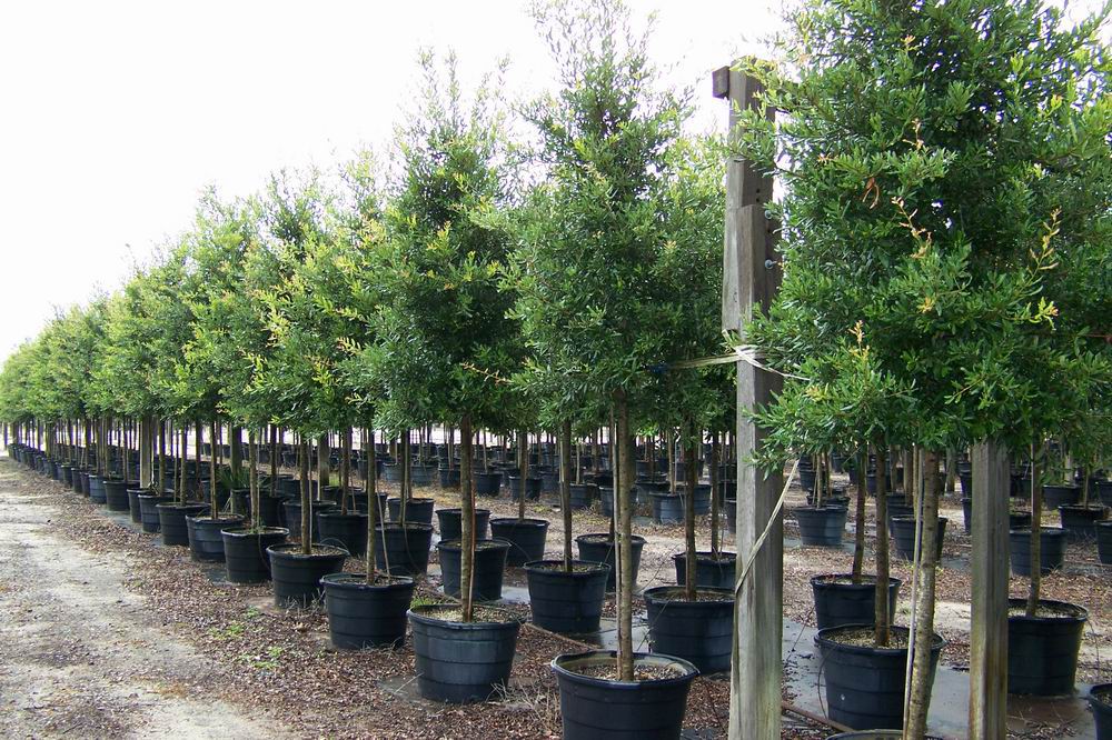 quercus-virginiana-cathedral-live-oak