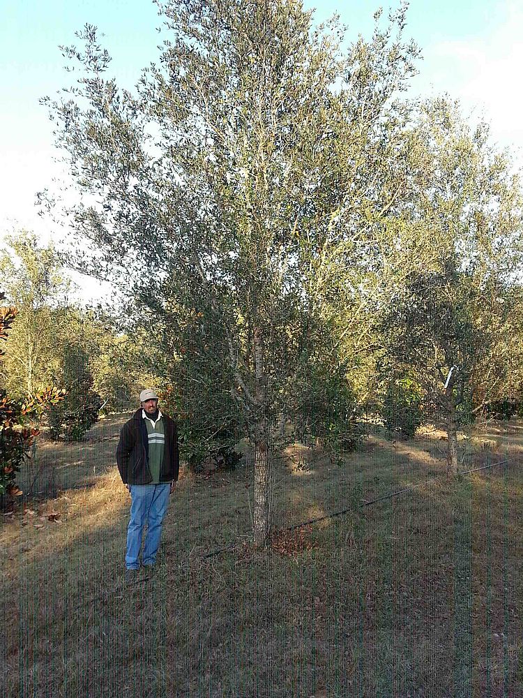 quercus-virginiana-cathedral-live-oak