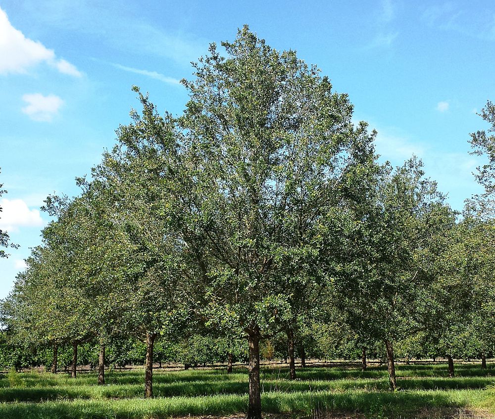 quercus-virginiana-cathedral-live-oak