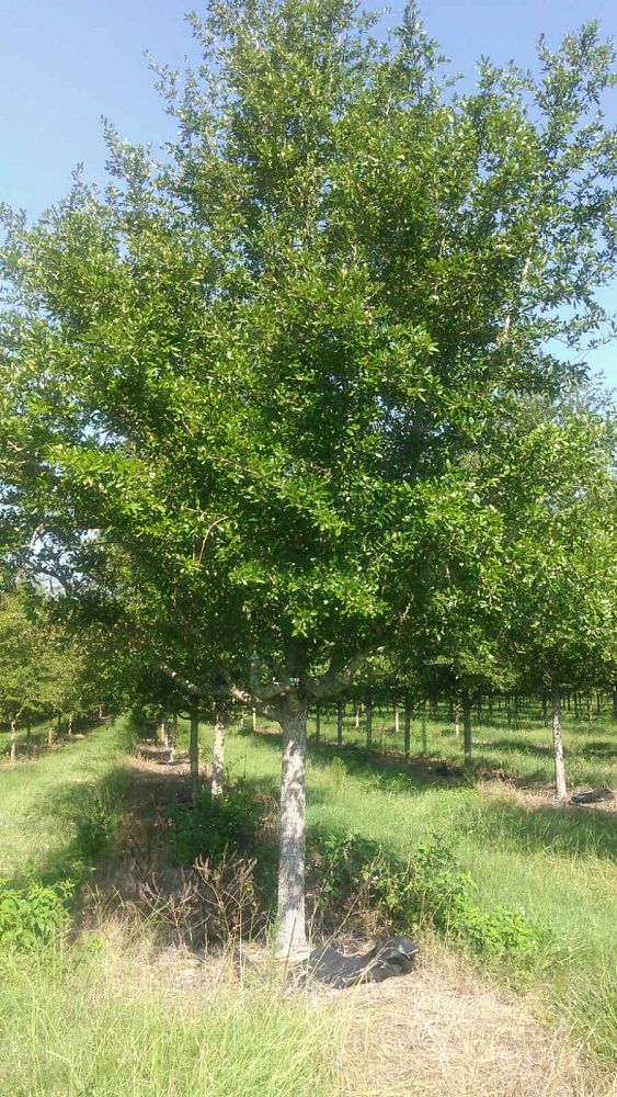 quercus-virginiana-cathedral-live-oak
