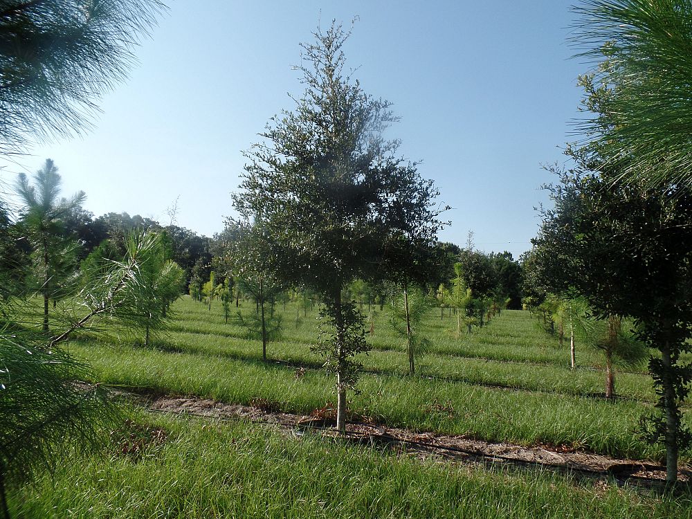 quercus-virginiana-cathedral-live-oak