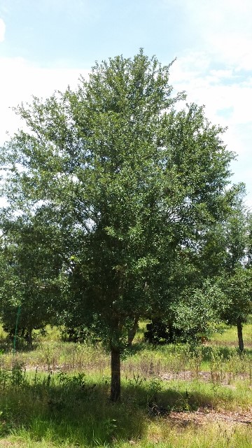 quercus-virginiana-cathedral-live-oak