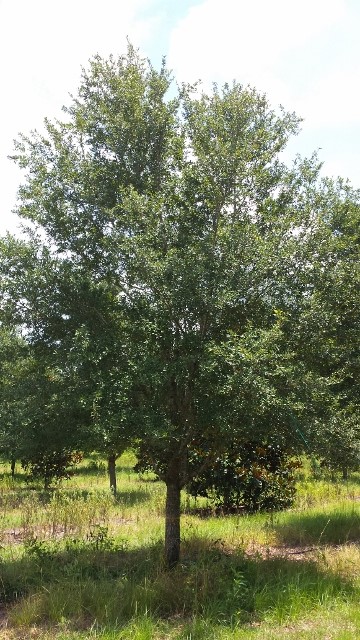 quercus-virginiana-cathedral-live-oak
