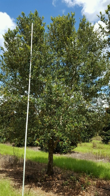 quercus-virginiana-cathedral-live-oak