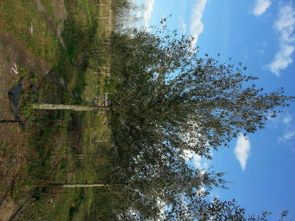 quercus-virginiana-cathedral-live-oak