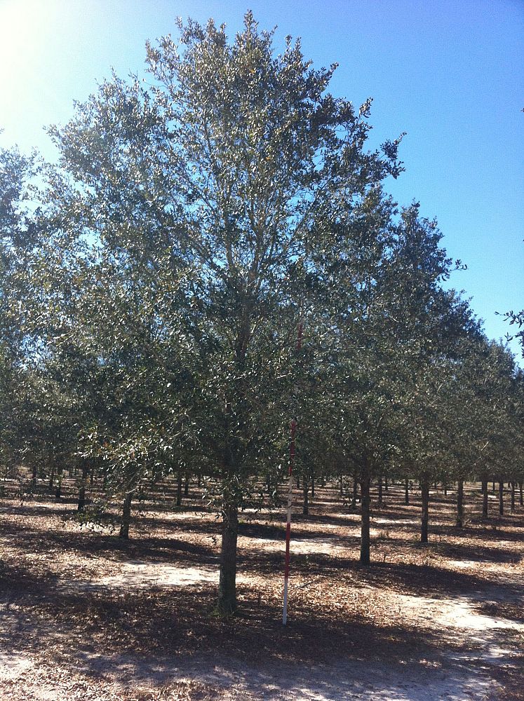 quercus-virginiana-cathedral-live-oak