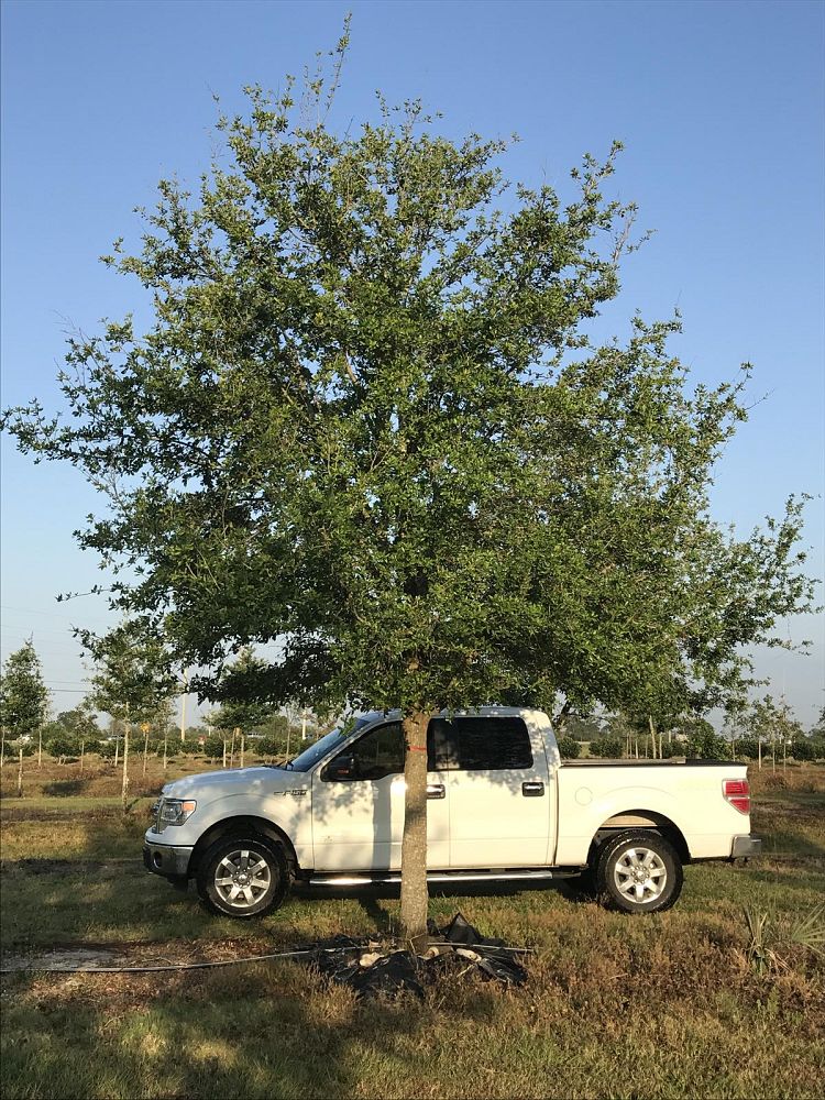 quercus-virginiana-cathedral-live-oak