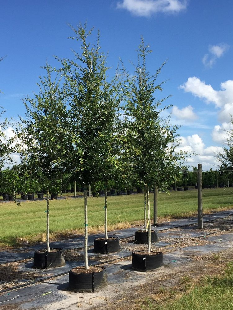 quercus-virginiana-cathedral-live-oak