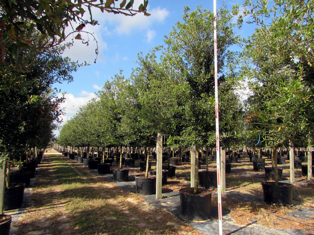 quercus-virginiana-cathedral-live-oak