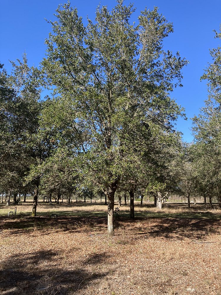 quercus-virginiana-cathedral-live-oak