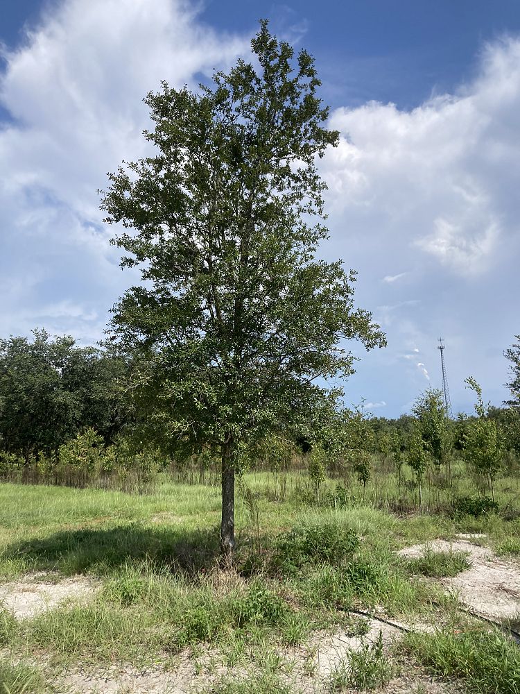 quercus-virginiana-cathedral-live-oak
