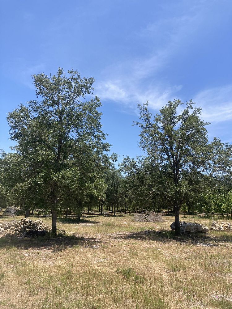 quercus-virginiana-cathedral-live-oak