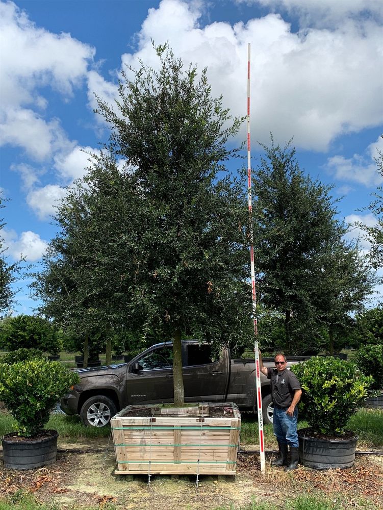 quercus-virginiana-cathedral-live-oak