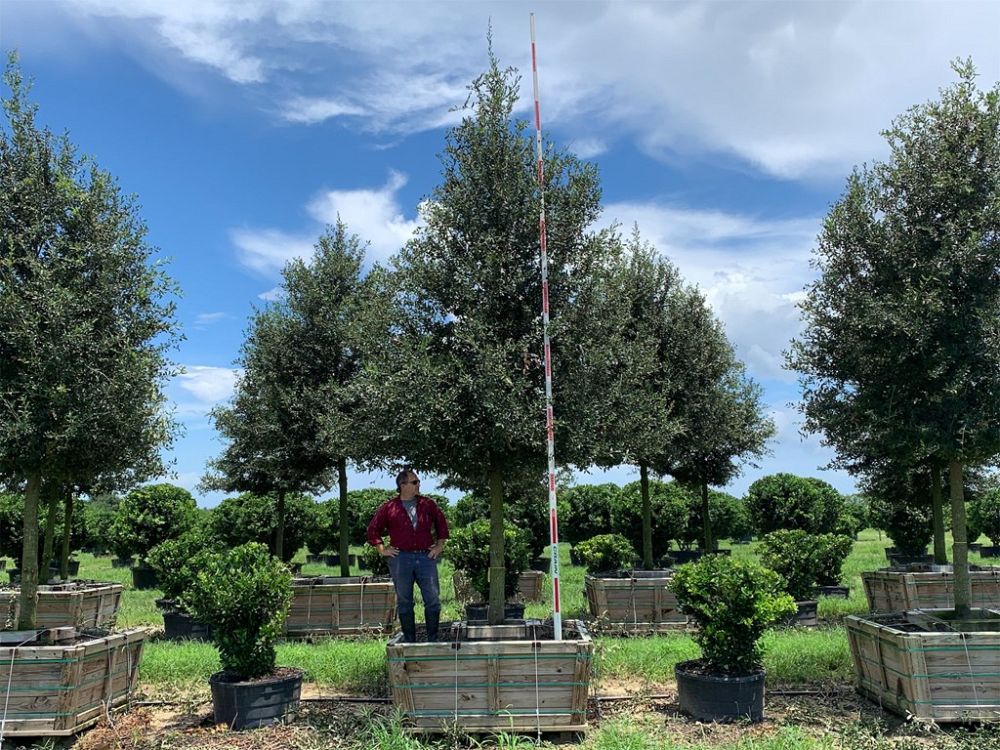 quercus-virginiana-cathedral-live-oak