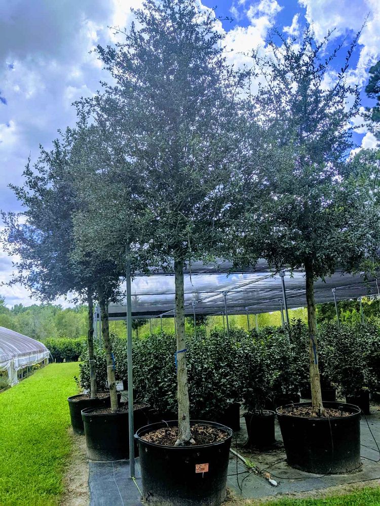 quercus-virginiana-cathedral-live-oak