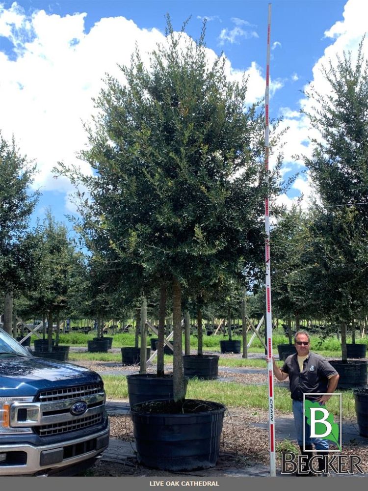 quercus-virginiana-cathedral-live-oak