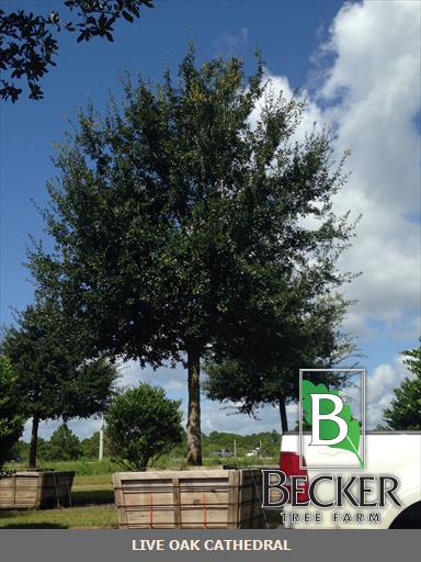 quercus-virginiana-cathedral-live-oak
