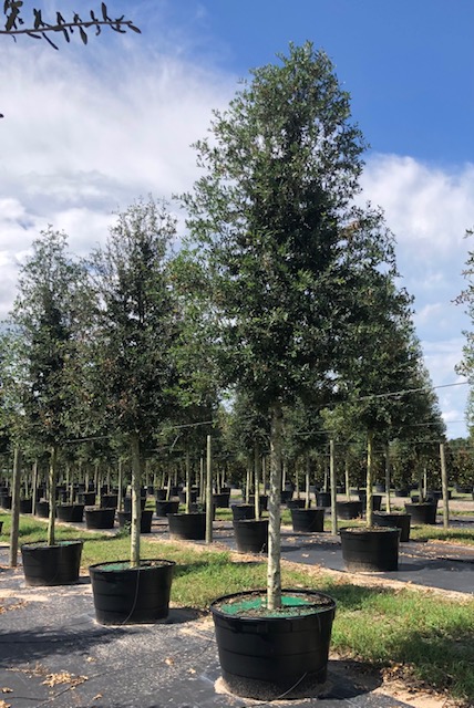 quercus-virginiana-cathedral-live-oak