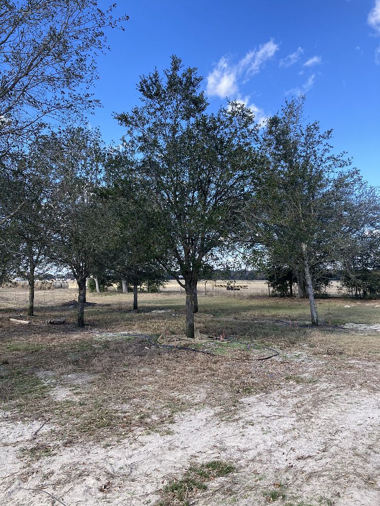 quercus-virginiana-cathedral-live-oak