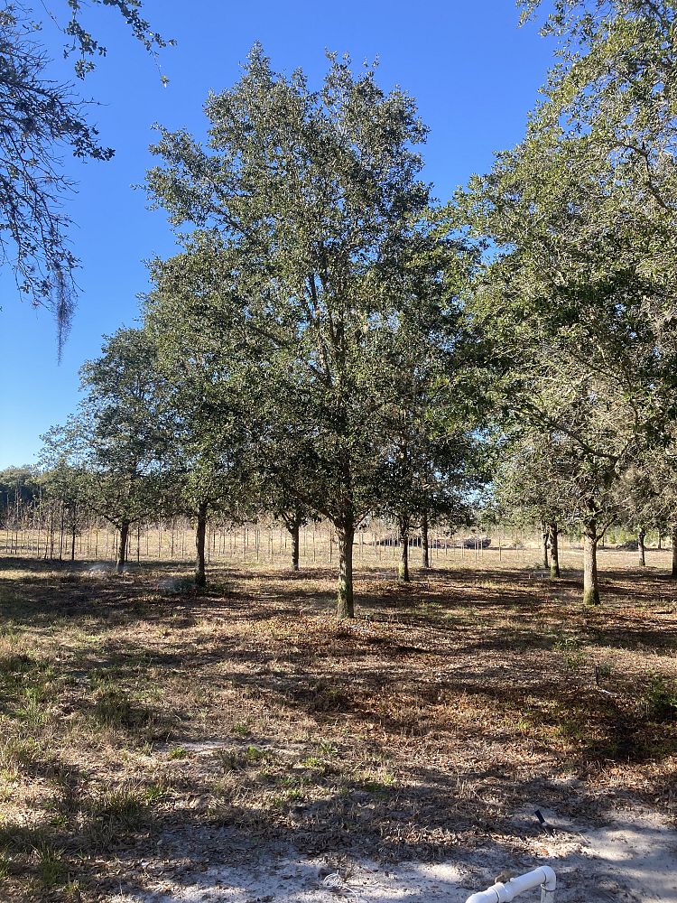 quercus-virginiana-cathedral-live-oak