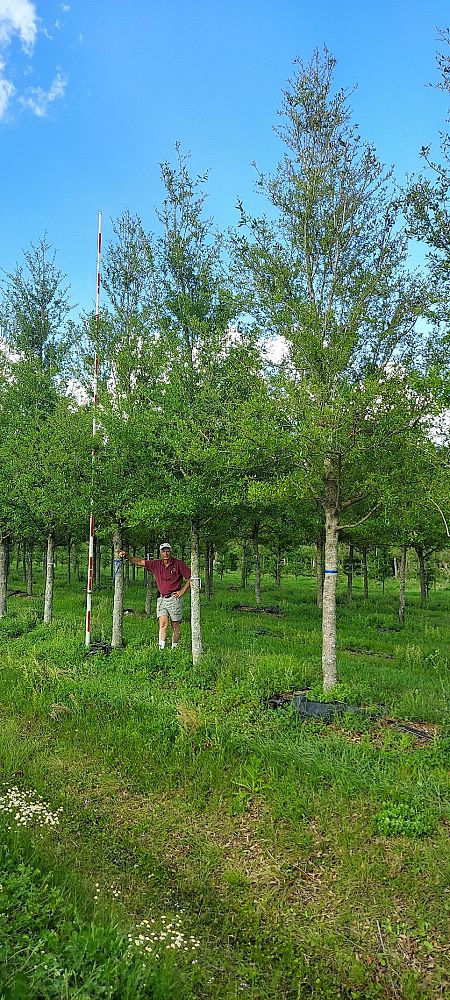quercus-virginiana-cathedral-live-oak