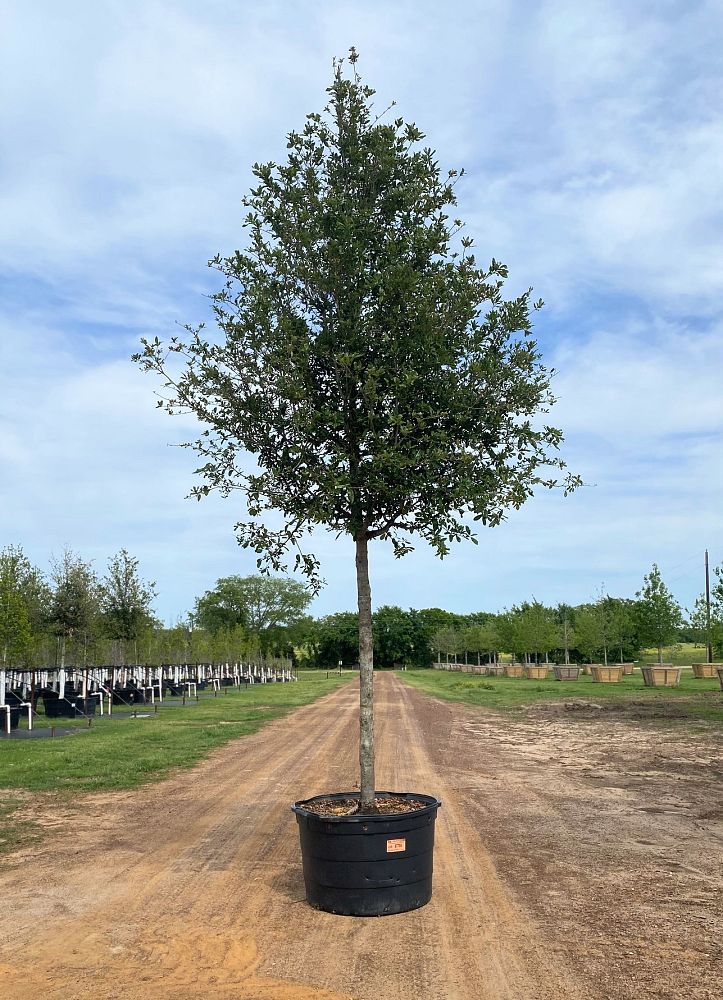 quercus-virginiana-cathedral-live-oak