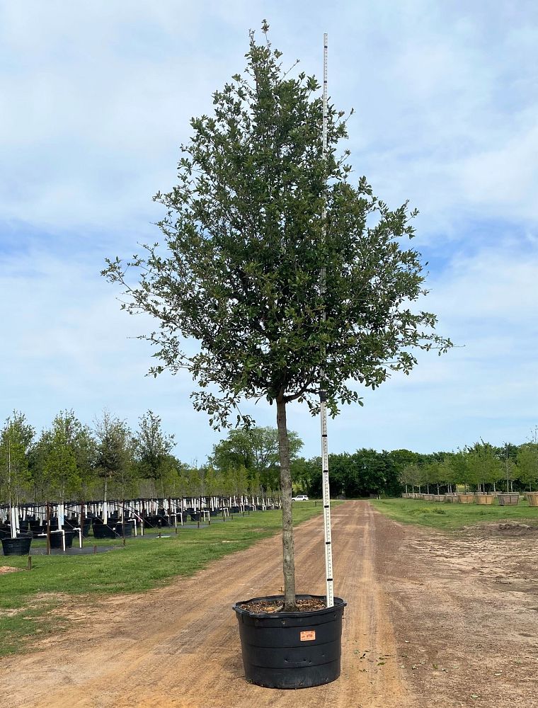 quercus-virginiana-cathedral-live-oak