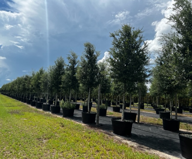 quercus-virginiana-cathedral-live-oak