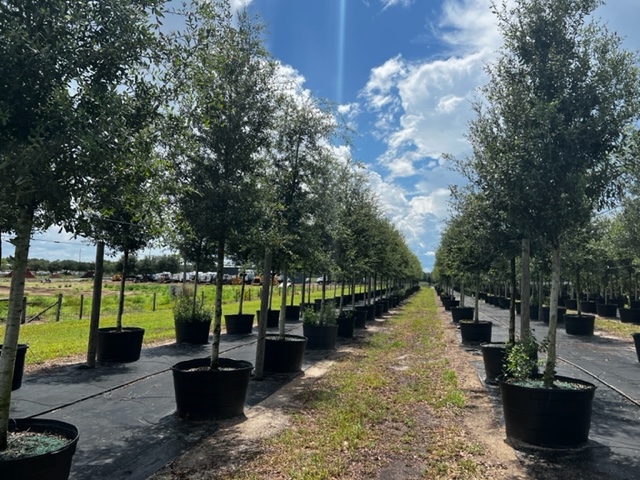 quercus-virginiana-cathedral-live-oak