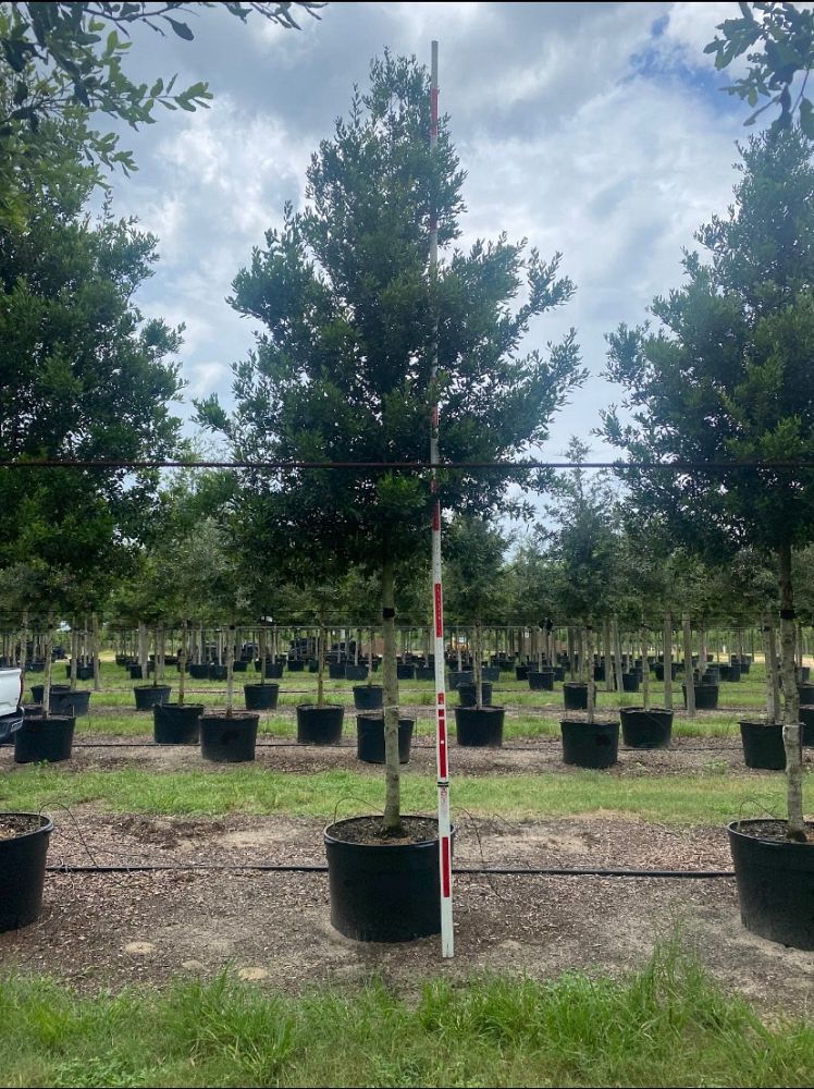 quercus-virginiana-cathedral-live-oak