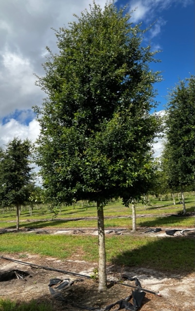 quercus-virginiana-cathedral-live-oak