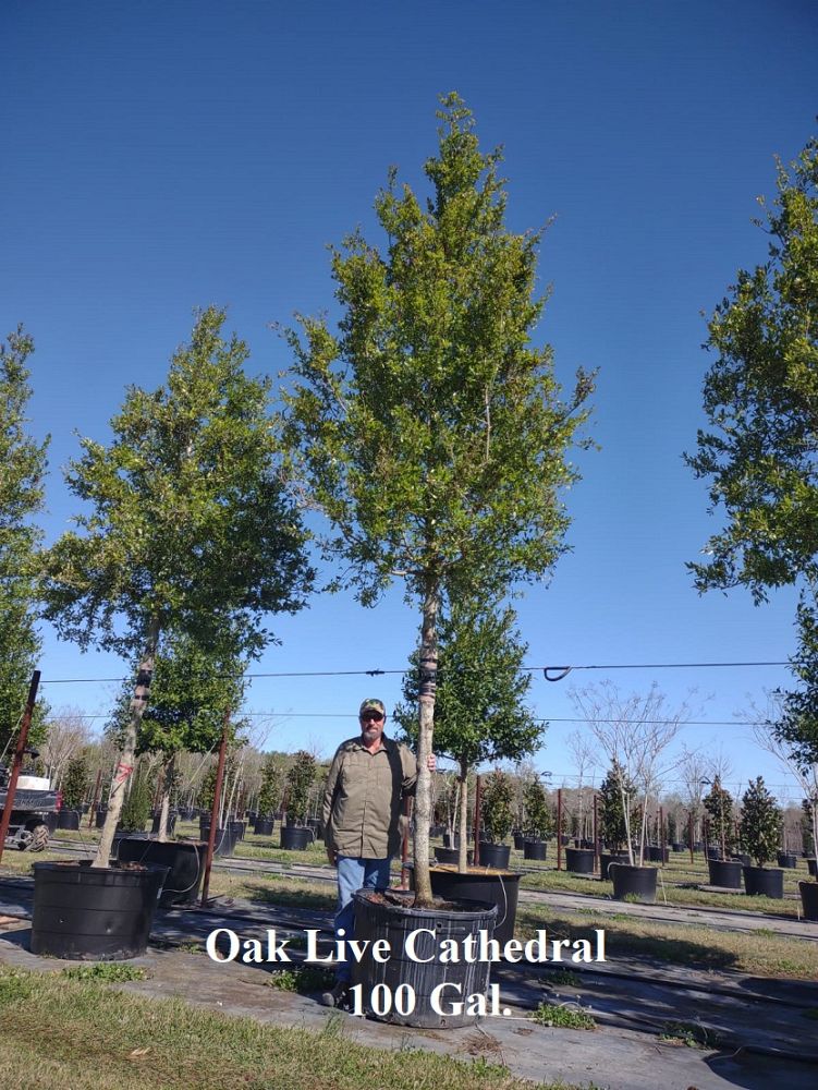 quercus-virginiana-cathedral-live-oak