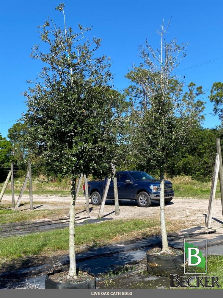 quercus-virginiana-cathedral-live-oak