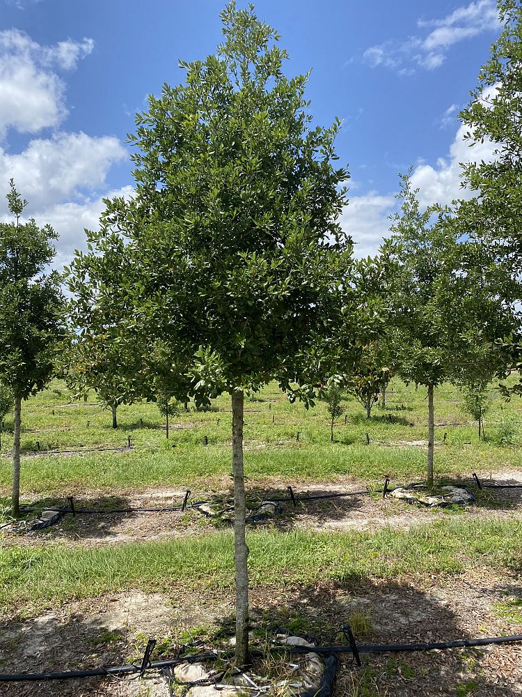 quercus-virginiana-cathedral-live-oak