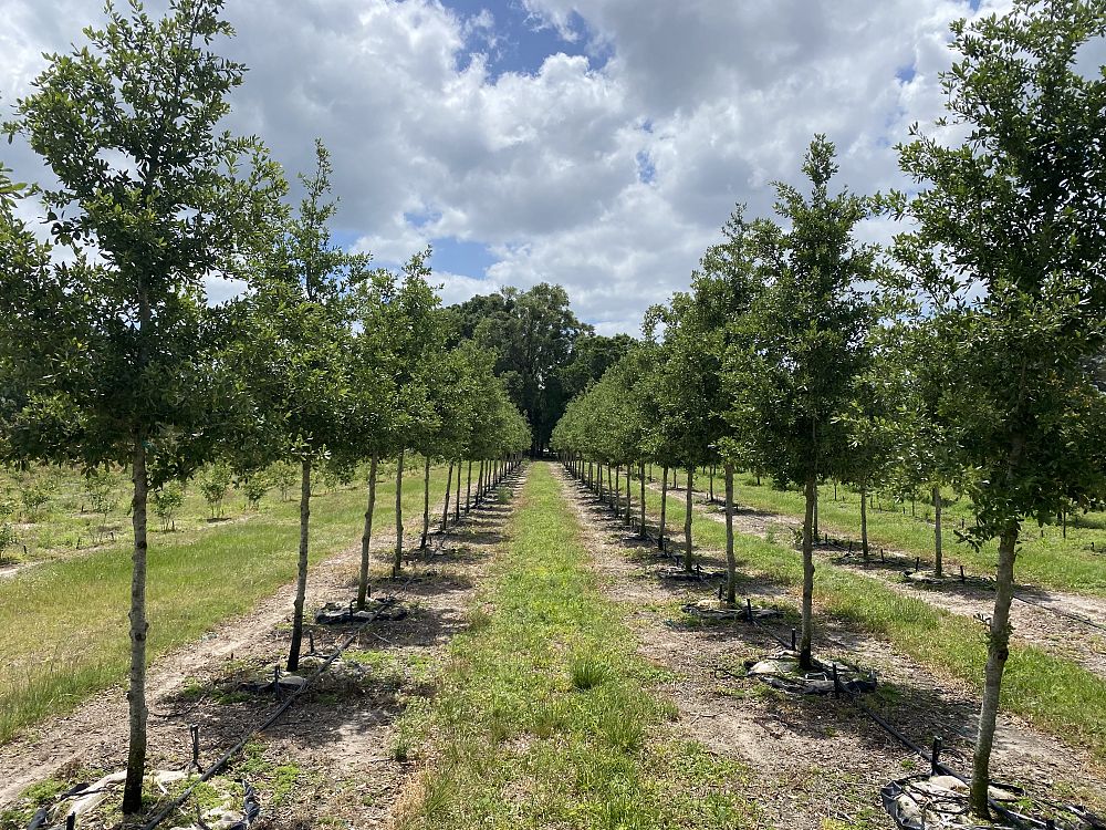 quercus-virginiana-cathedral-live-oak
