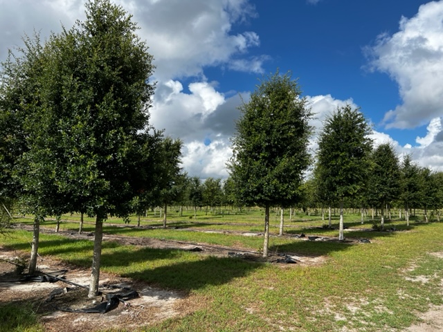 quercus-virginiana-cathedral-live-oak