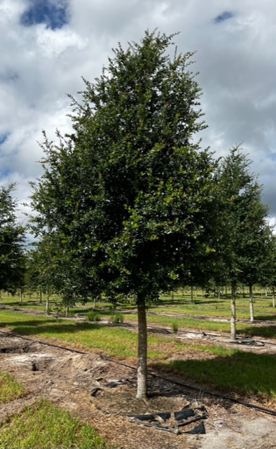 quercus-virginiana-cathedral-live-oak